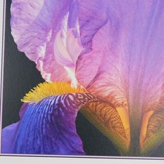 Lone Iris Foam Core Mounted Signed D Carlton Photograph Pacific NW Artist Color