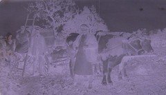 Vintage Ox Team Historic Large Glass Negative No 1