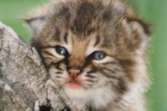 BOBCAT KITTEN Wildlife Baby Photography 249/450 Signed Matted Framed 18×15 Sweet