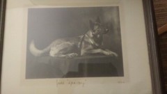 Dog Art Collectibles Dog Photograph Antique Collectibles Images 