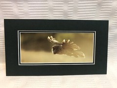 Gary Crane Photo.-Dancing Crane Studios”Great Grey In Flight” Photo Art Print