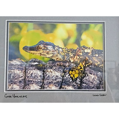 Lance Cooper «Gator Hatchling» Framed Wildlife Photo Print Signed 11″ x 8.5″