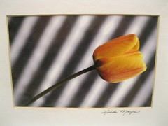 Linda Mayes 2004 Yellow Tulip Sway 6X9 matted 14X11 Creative Art Photography