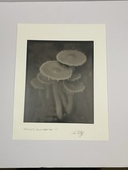 Jim Fitzgerald Mushrooms Skunk Cabbage Trail Signed Photograph Carbon Transfer