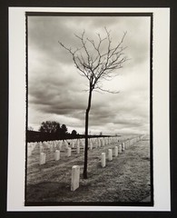 Fine Art Darkroom Print from «Cemetery Tree 2 » Santa Fe, NM
