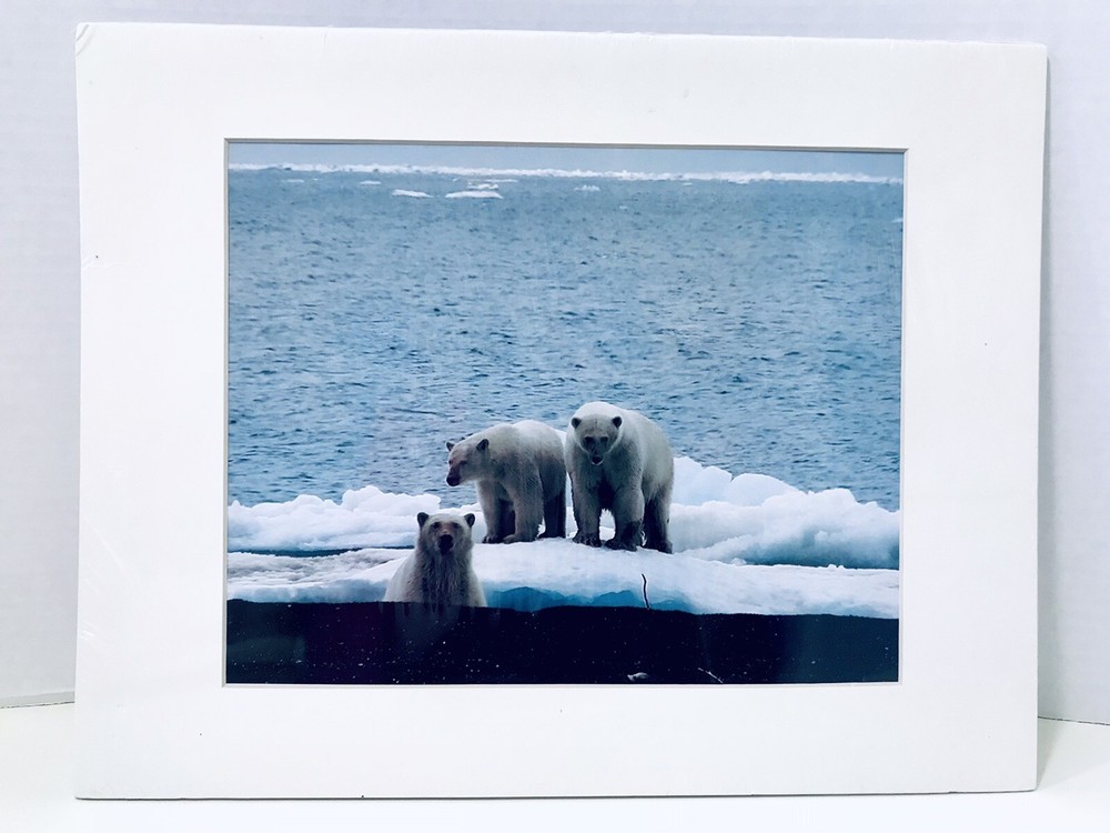 Polar Bears Photograph In The Wild By Arctic Photo By Safari Photographer 8×10
