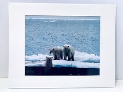 Polar Bears Photograph In The Wild By Arctic Photo By Safari Photographer 8×10