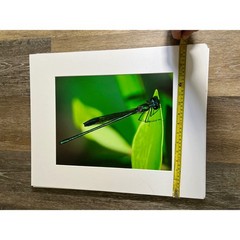 Damselfly Photography 20×16 Green Macro Nature Wall Art