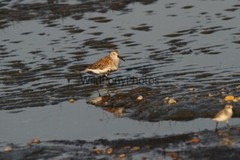 Dunlin Photo 1, Pick One Image – Various Sizes