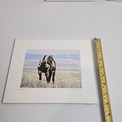 Horse Photograph Lot of 3 Equestrian Caroline Christie Signed Matted