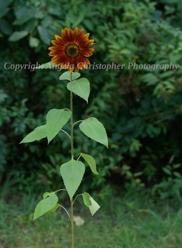 Original ACEO photo fine art print 2.5 x 3.5 inch SINGLE SUNFLOWER maroon orange