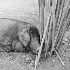 Photo Paper Analog Pig 1960 Format 40x40cm