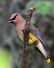 Art Photograph 8×10 Glossy Cedar Waxwing Bird Artist Signed