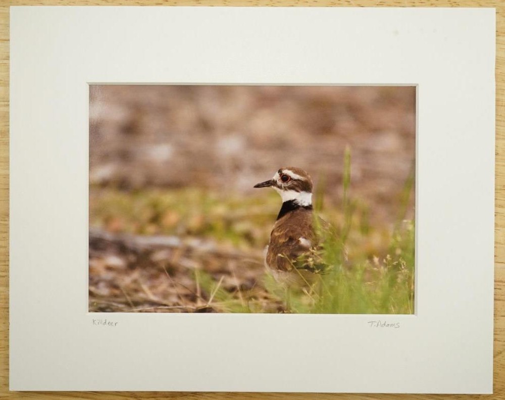 Tom Adams Photography Wildlife Killdeer in Forest Oregon Matted Photo Art 8×10