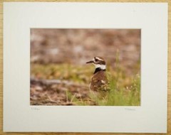 Tom Adams Photography Wildlife Killdeer in Forest Oregon Matted Photo Art 8×10