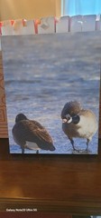 11x14in Canvas Print For Sale