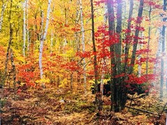 Rodney Lough Jr The Big Birch Forest Giclée Rocks National Lakeshore Michigan