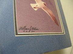 Wildlife Photographer William Weber Matted Seagull Signed-New, Geese, Marred Owl