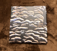 Turkey Tail Mushroom Original Nature Photography 8″ x 8″ Canvas