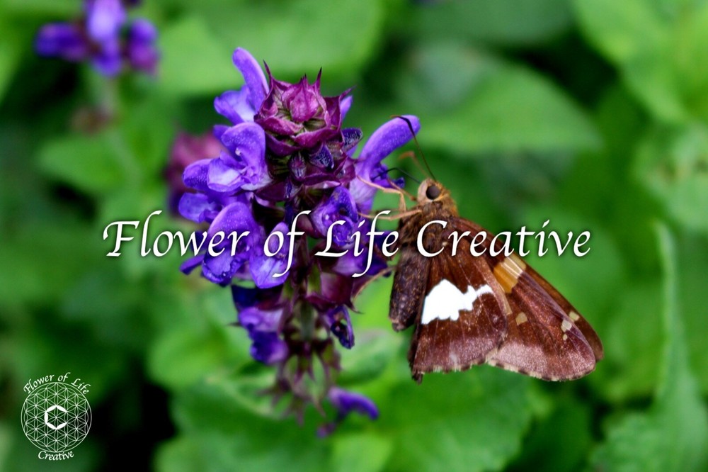 Butterfly Photography Insect Photography silver-spotted skipper nature print