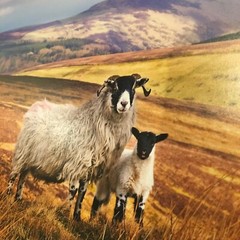 Two photographic prints of Scotland landscape and sheep 8 x 11”