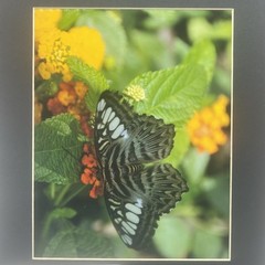 Matted Butterfly On Lantana Flower Photo Print 11 X 14 Wall Art Gallery Decor