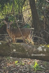12×8 photo print of a white-tailed deer buck ready to mount. archival ink.