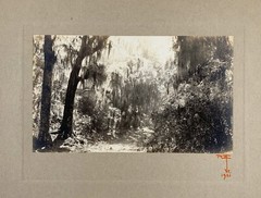 Signed Rudolf EICKEMEYER Foliage and Spanish Moss, 1921 Silver Print Photo