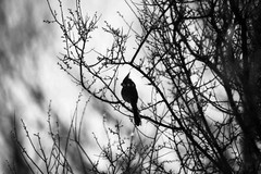 Cardinal Photography Print: Arizona Black & White Bird Desert Southwest Photo