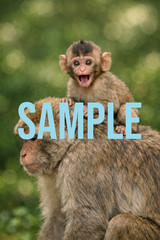 Digital Download Art Photo Image Wallpaper Background Desktop Printable Monkeys