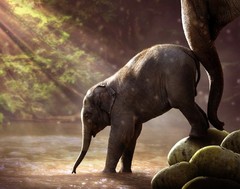 Elephant and Calf Photograph 11×14 Print 11″x14″