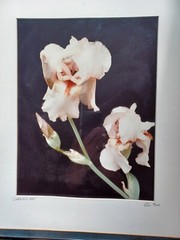 PETE HILL Fine Art Photography «CAROLYN’S Iris» Framed and Matted. Ltd. Edition