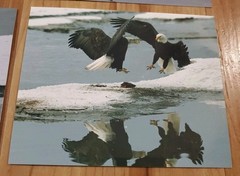American Bald Eagle Print Pictures Lot of 4 Eagles with Magpies Bird Nature 8×10