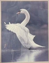 Vintage Mute Swan Fine Art Print Framed Double Matted Wildlife Photography
