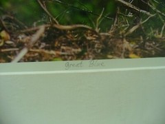 MATTED PHOTOGRAPHY Great Blue in Paynes Prairie by Dom Martino 16×20