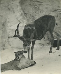 Deer with lioness lion antique winter photo