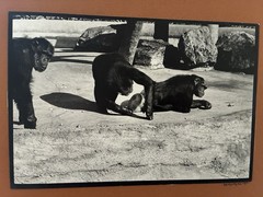 Chimpanzees Gelatin Silver Photograph Neal White Vintage 1970s Original Print
