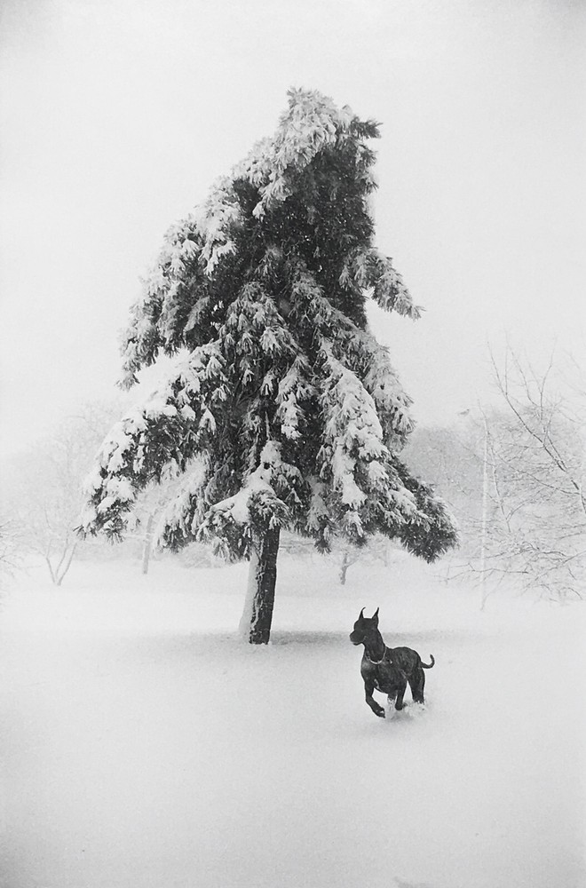 Garry WINOGRAND: Dog in Snow, New York City, 1968 / Ptd 1978 / GWHK-15 / SIGNED