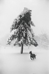 Garry WINOGRAND: Dog in Snow, New York City, 1968 / Ptd 1978 / GWHK-15 / SIGNED