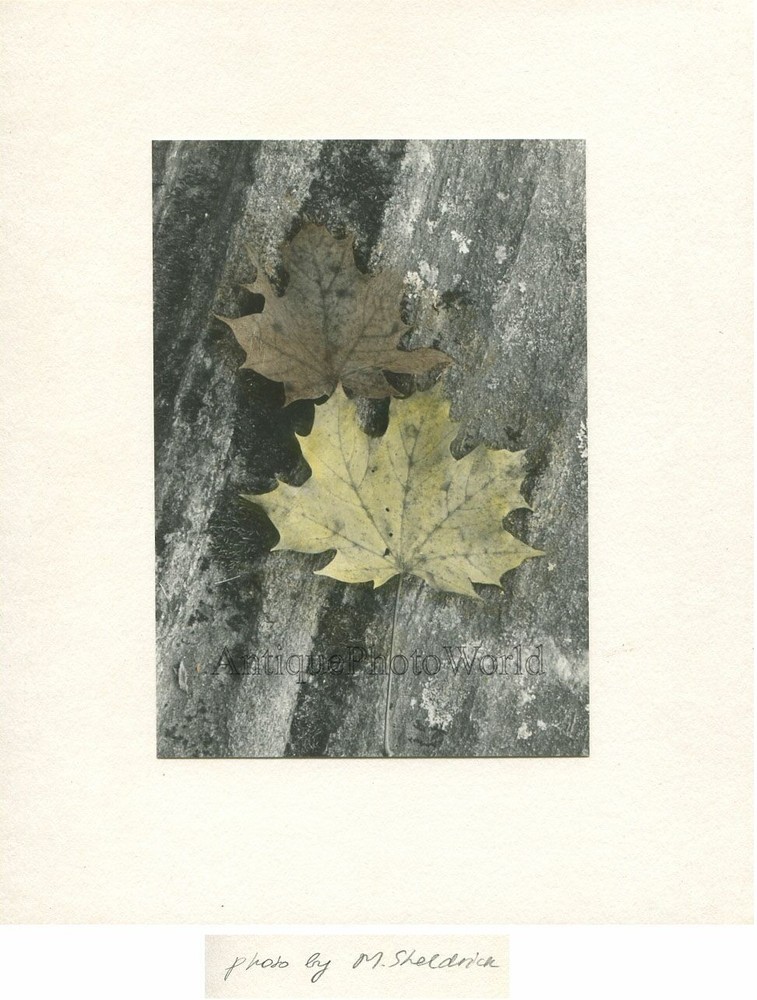 Maples leaves vintage tinted art photo by M. Sheldrick