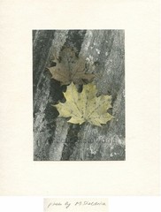 Maples leaves vintage tinted art photo by M. Sheldrick