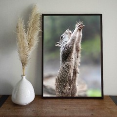 Cute Squirrel Praying Close Up Photo Wall Print, Wildlife Nature Photography