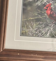 Thomas D. Mangelsen “Ruby of the Palo Verde” Limited Edition Cardinal Photograph