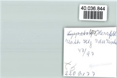 40036844 – 4775 Herzfeld Kath. St. Ida Church Dome / Churches