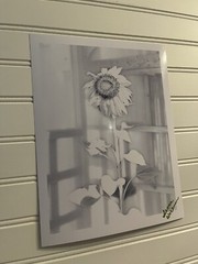 Sunflower #8 – landscape photograph 8.5X11