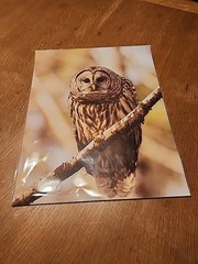 Set Of 3 Owl Prints Signed By The Artist Jace Stenerson