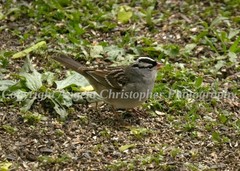 Original ACEO photo fine art print 2.5×3.5″ WHITE-CROWNED SPARROW ON GROUND bird