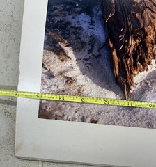Michael C Hall Signed Photograph Deadwood NJ 1992 Pine Barrens Landscape 16×20