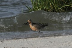 Red Knot Photo – Various Sizes