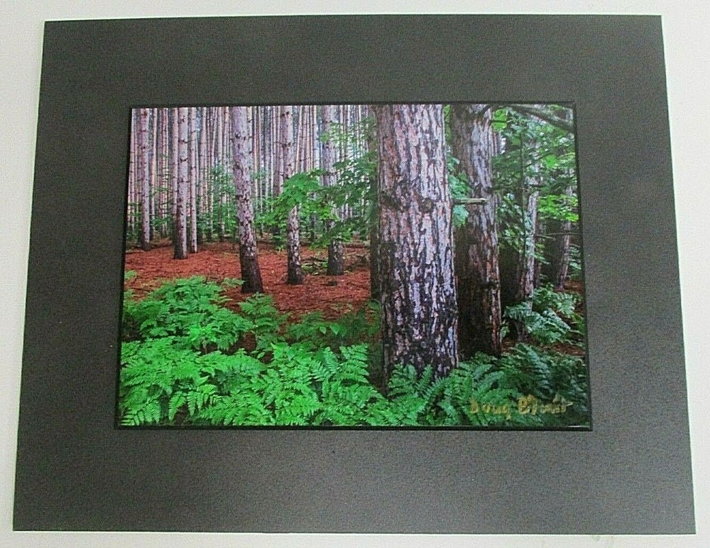 Signed In the Woods Trees Photo on Dura Plaq by Doug Blunt 8×10 (A22)